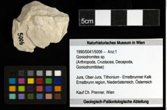 Foto (Objekt + Etiketten) von Goniodromites sp. 